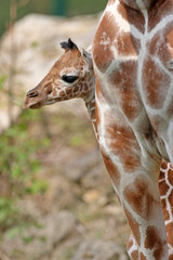 Giraffennachwuchs Carlo