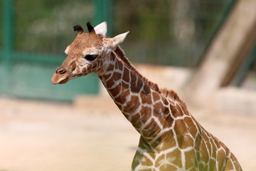 Giraffennachwuchs Carlo