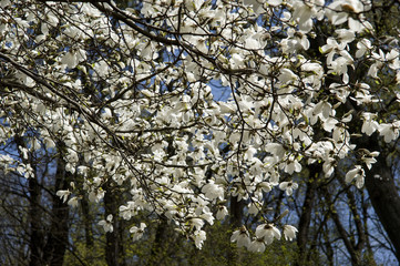 Magnolia