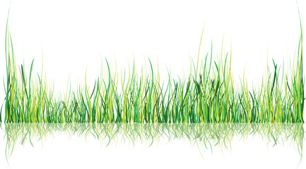 Fototapeta premium green grass