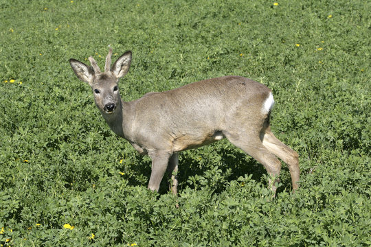 Rehbock