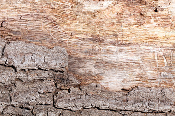 Bark peeling off white oak tree, showing the raw wood