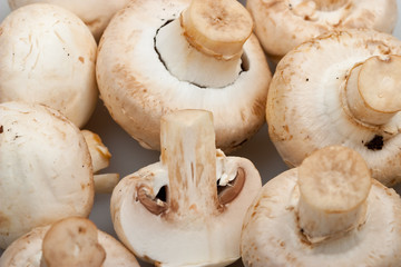 Close-up  mushrooms - cep background
