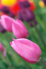 Fototapeta premium Colorful tulips close-up