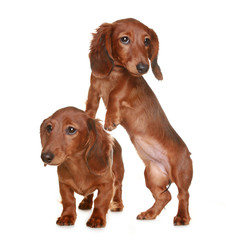 Two long haired Dachshund dog