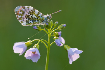 Aurorafalter auf Wiesenschaumkraut