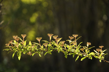 Brotes de primavera