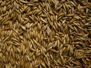 oat  grain
