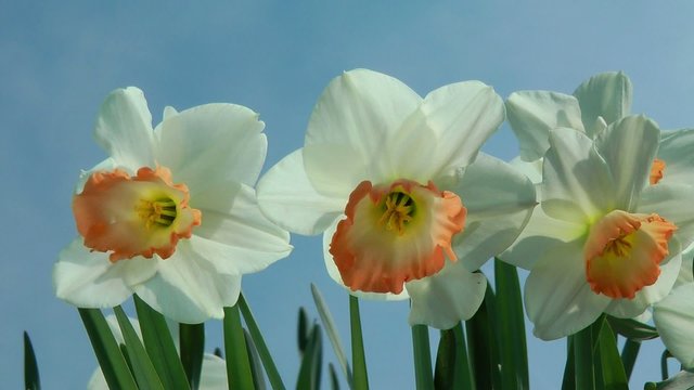 Narzissen in der Sonne - Video - Daffodils in Sunlight