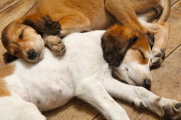 Obraz premium two sleepy puppies