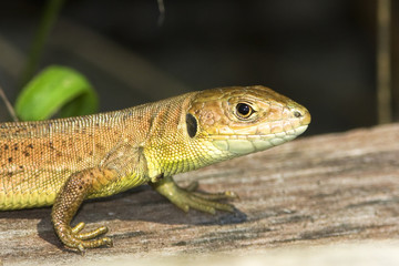 juvenile of green lizard (Lacerta viridis)