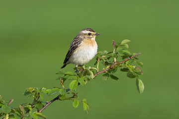 Whinchat (Saxicola rubetra)