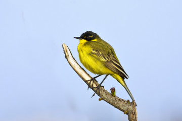 Yellow Wagtail Motacilla flava on a branch