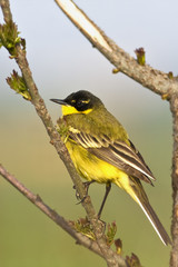 Yellow Wagtail Motacilla flava on a branch