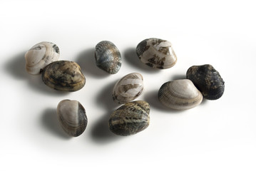 Small Carpet-Clam (Teppichmuscheln)