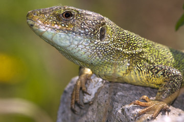 male of green lizard (Lacerta viridis)