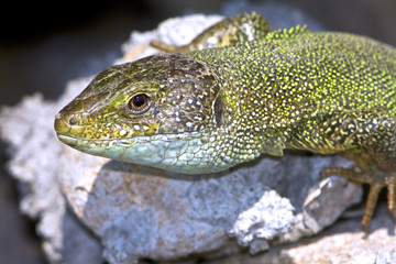 male of green lizard (Lacerta viridis)