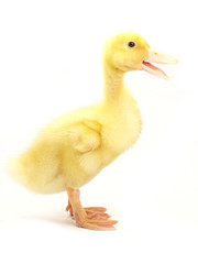 Cute duckling on white