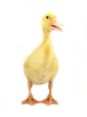 Cute duckling on white