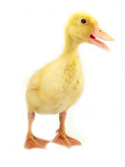Cute duckling on white