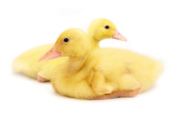 Cute duckling on white
