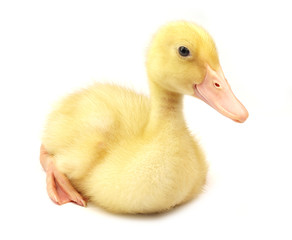 Cute duckling on white