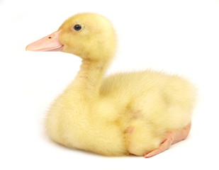 Cute duckling on white