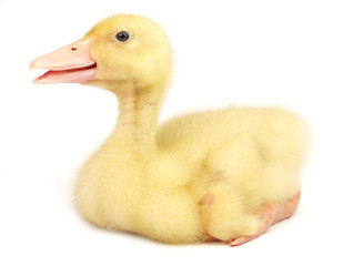 Cute duckling on white