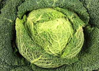 Savoy Cabbage closeup