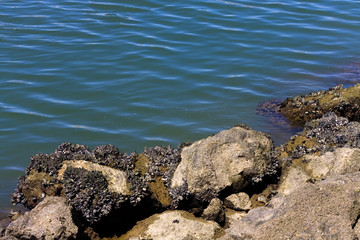 Sandstrand mit Felsen in Lagos,Algarve-mit Muscheln