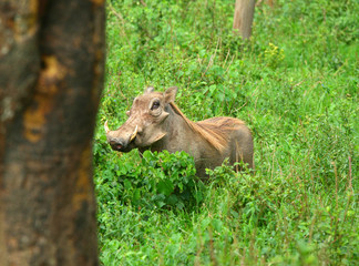 Fototapeta premium Portrait of Wild boar in the forest
