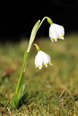 Snowdrops