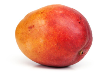 mangue