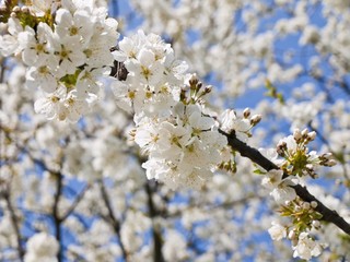 Obraz premium Kirschblüte