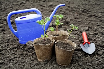 Seedlings