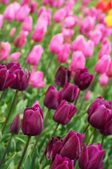 Photo sur Aluminium Tulipe Colorful tulips