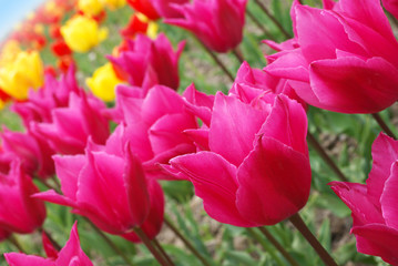 Colorful tulips