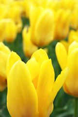 Obrazy na Szkle  Żółte tulipany