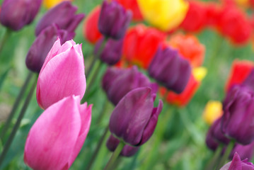 Colorful tulips