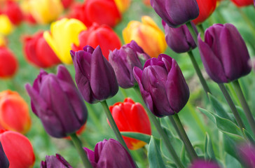 Obraz premium Colorful tulips