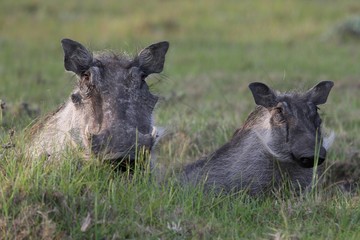 Warthog and Young