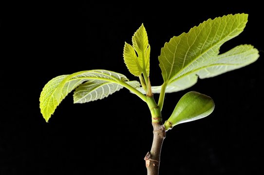 Ficus carica