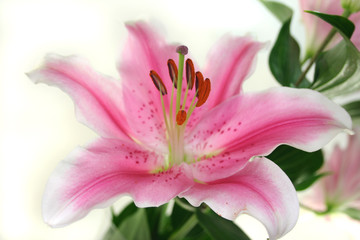 Lilie © Marén Wischnewski