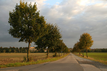 Allee