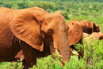 Obraz na płótnie Canvas African Elephant in the wild