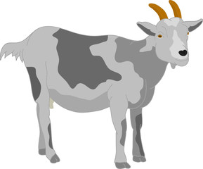 vector - goat stood, the view from the front