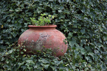 Obraz premium Blumenschale