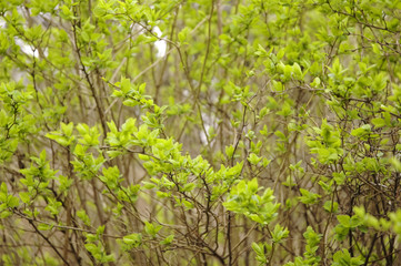 Spring leaflets