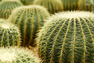 cactus , echinocactus grusonii, golden barrel cactus.