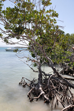 Mangroven auf Cayo Levisa